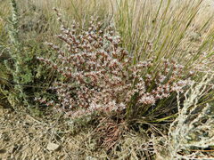 Goniolimon rubellum