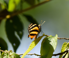 Eresia phillyra phillyra