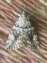 Catocala amica-lineella