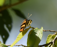 Eresia phillyra phillyra