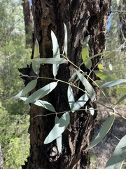 Eucalyptus whitei