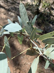 Eucalyptus whitei