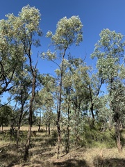 Eucalyptus whitei