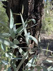 Eucalyptus whitei