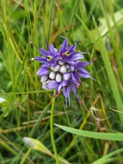 Allium cyaneum