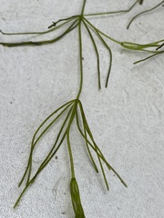 Chara protocharoides