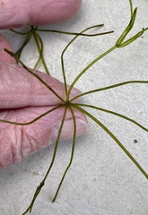 Chara protocharoides