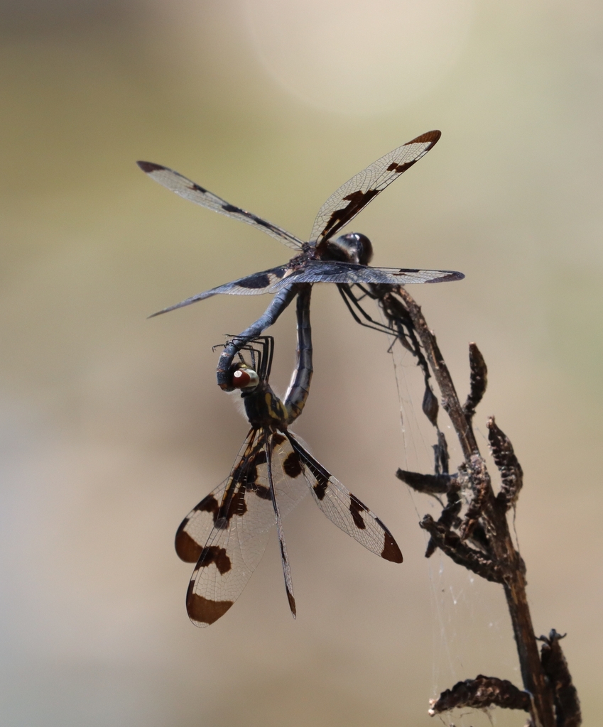 Banded Pennant