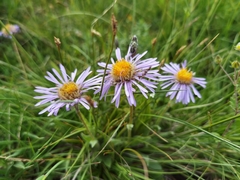 Aster farreri