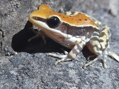 Hydrophylax bahuvistara