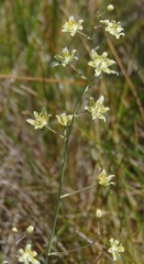 Anticlea elegans