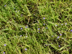 Exacum pumilum