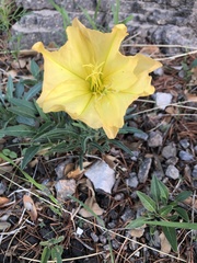 Oenothera brachycarpa