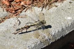 Onychogomphus