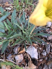 Oenothera brachycarpa