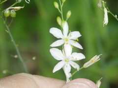 Anthericum ramosum