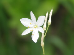 Anthericum ramosum