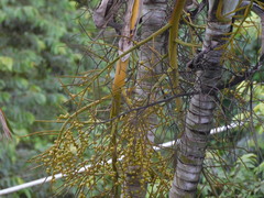 Melanerpes hoffmannii