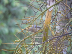 Melanerpes hoffmannii