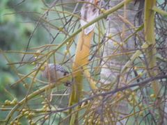 Melanerpes hoffmannii