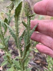 Pterocaulon serrulatum