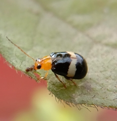 Gynandrobrotica