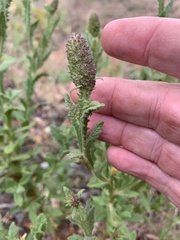 Pterocaulon serrulatum
