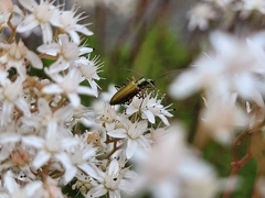 Chrysanthia geniculata