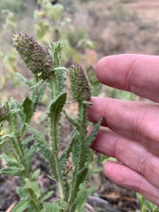 Pterocaulon serrulatum