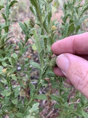 Pterocaulon serrulatum