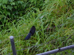 Crotophaga sulcirostris