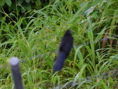 Crotophaga sulcirostris