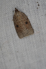 Meritastis polygraphana