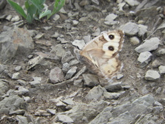 Pseudochazara hippolyte