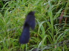 Crotophaga sulcirostris