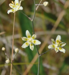 Anticlea elegans