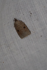 Meritastis polygraphana