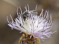 Megachile canariensis