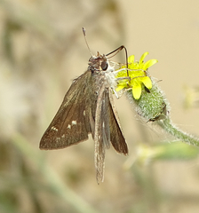 Gegenes pumilio gambica