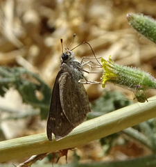 Gegenes pumilio gambica