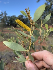 Acacia acradenia