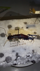 Scutigera coleoptrata