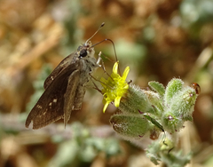 Gegenes pumilio gambica
