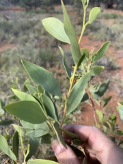 Acacia acradenia