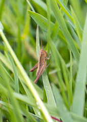 Chorthippus dorsatus