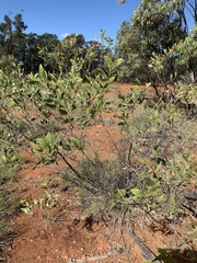 Acacia acradenia
