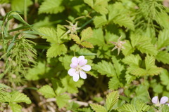 Rubus arcticus