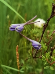 Delphinium caeruleum