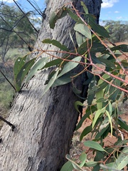 Eucalyptus persistens