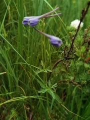 Delphinium caeruleum